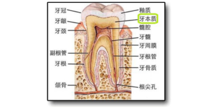 陕西有哪些离体牙存储有优势,离体牙存储