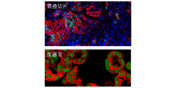 msd测定细胞多因子的原理,实验服务