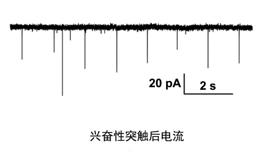 南通神经生物学膜片钳技术哪家好,膜片钳电生理技术服务